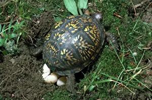 Terrapene: Box Turtle Laying Eggs