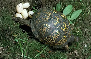 Terrapene: Box Turtle Laying Eggs