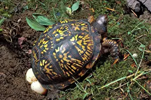 Terrapene: Box Turtle Lays Eggs
