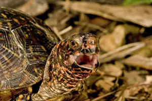 Terrapene: Box Turtle, Terrapene carolina, Native to