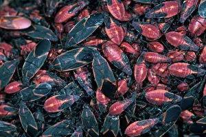 Hemipteran: Boxelder Bugs
