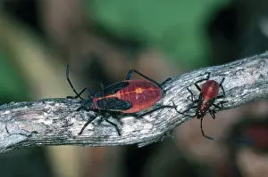 Hemipteran: Boxelder Bugs