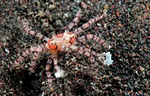 Lybia: Boxer crab