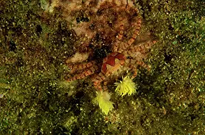 Intelligence: Boxer Crab - These animals hold small stinging
