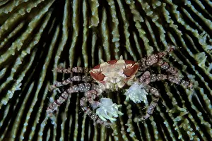 Calappa: Boxer crabs, Lybia tesselata, Witu Islands, West New Britain