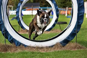 Word: Boxer dog