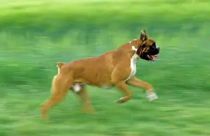 Docked: Boxer Dog