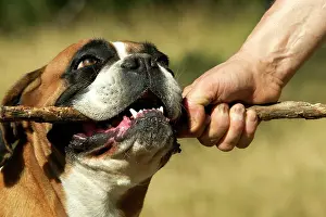 Gnawing: Boxer Dog