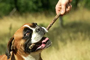 Gnawing: Boxer Dog