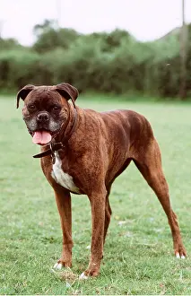 Boxer: BOXER DOG