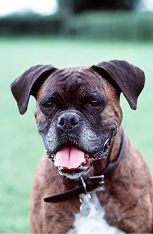 Boxer: Boxer DOG