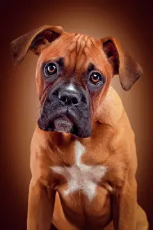 Shooting: Boxer, dog breed, male, 3.5 months Shooting mit