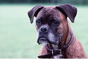 Boxer: Boxer DOG - head close-up