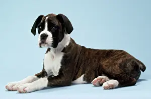 Docked: BOXER DOG - lying down