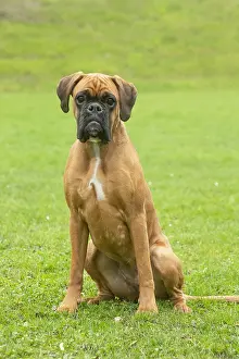Boxers: Boxer dog outdoors