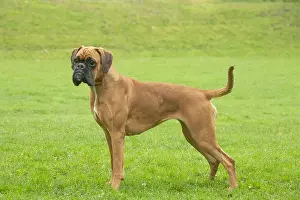 Boxers: Boxer dog outdoors