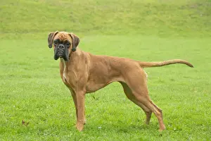 Boxers: Boxer dog outdoors