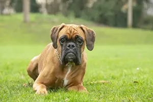 Boxers: Boxer dog outdoors