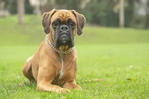 Boxers: Boxer dog outdoors