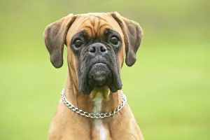 Boxers: Boxer dog outdoors