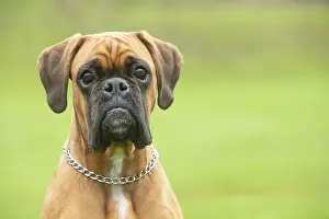 Boxers: Boxer dog outdoors