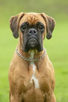 Boxers: Boxer dog outdoors