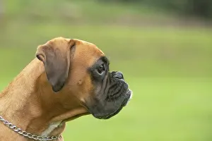 Boxers: Boxer dog outdoors