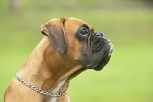 Boxers: Boxer dog outdoors