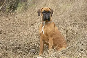 Boxers: Boxer dog outdoors