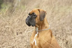 Boxers: Boxer dog outdoors