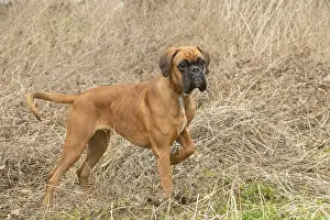Lifting: Boxer dog outdoors