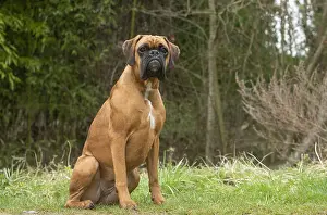 Boxers: Boxer dog outdoors