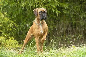 Lifting: Boxer dog outdoors