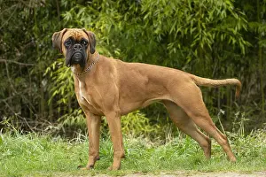 Boxers: Boxer dog outdoors