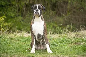 Boxers: Boxer dog outdoors