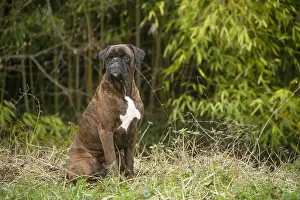 Boxers: Boxer dog outdoors