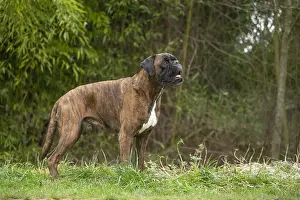 Boxers: Boxer dog outdoors
