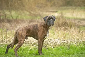 Boxers: Boxer dog outdoors