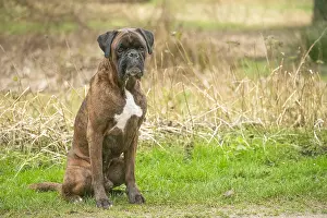 Copyspace: Boxer dog outdoors