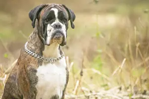 Copyspace: Boxer dog outdoors