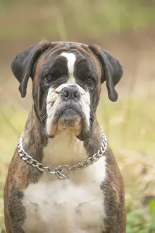 Boxers: Boxer dog outdoors