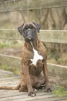 Boxers: Boxer dog outdoors