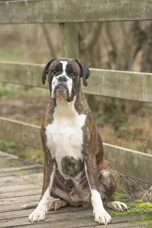 Boxer: Boxer dog outdoors