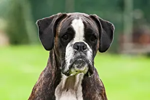 Boxers: Boxer dog, portrait