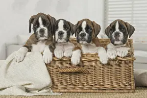 Wicker: Boxer Dog puppies in basket