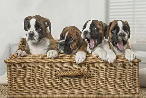 Wicker: Boxer Dog puppies in basket