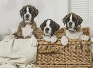 Boxer: Boxer Dog puppies in basket