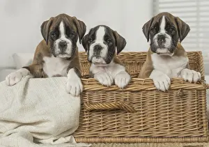 Boxer: Boxer Dog puppies in basket