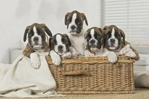 Boxer: Boxer Dog puppies in basket