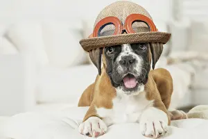220719: Boxer Dog puppy